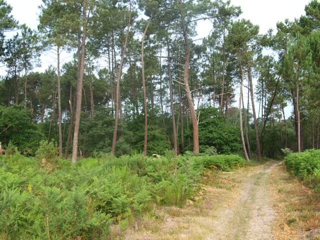 Balade en forêt