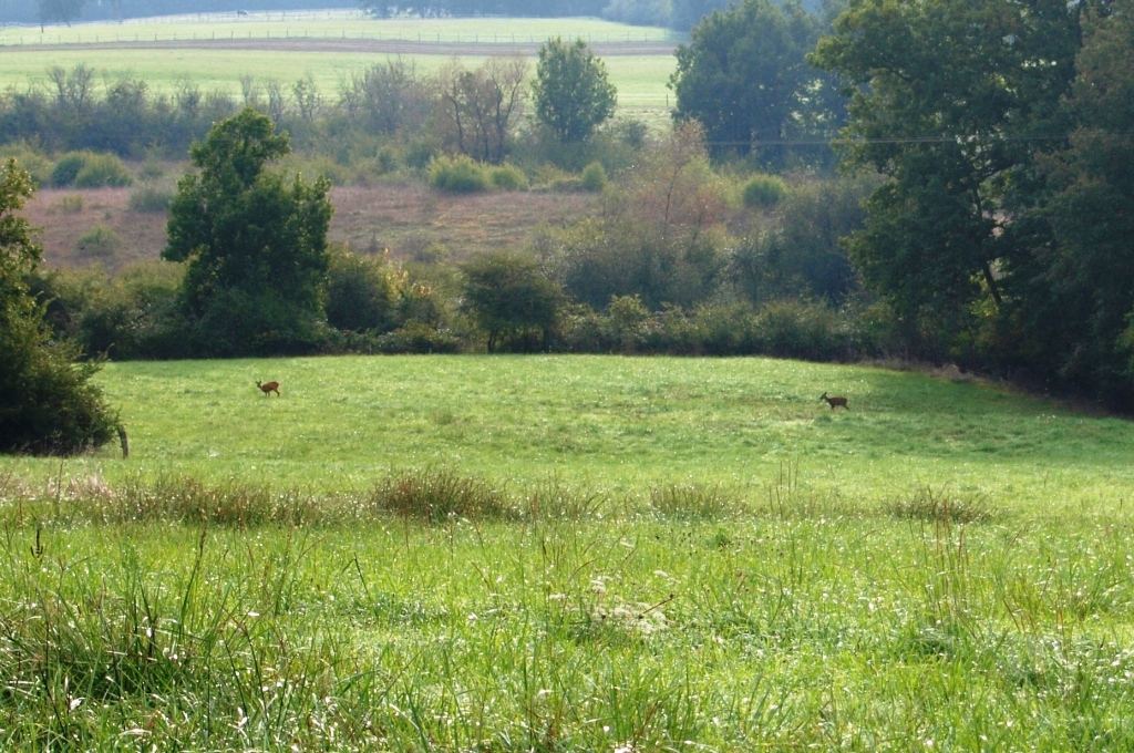 Chevreuils dans le pré