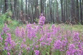 Forêt landaise